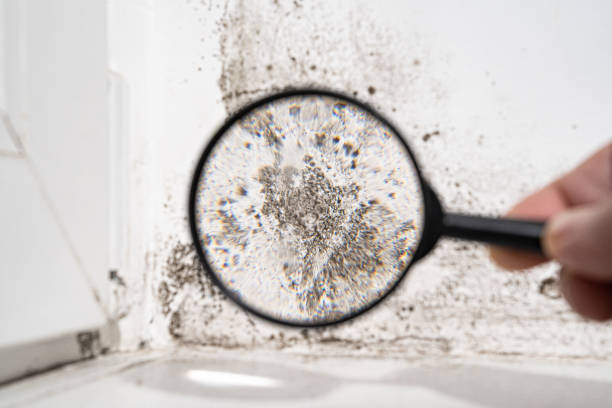 Best Mold Prevention Services  in Mount Holly Springs, PA